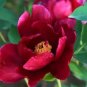 5 PCS Seeds Rare Dark Red Monopetalous Louyang Peony Flower