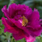 5 PCS Seeds Rare Dark Red Tree Peony Flower 'Cong Zhong Xiao' 5 PCS Seeds Rare Dark Red Tree Peony Flower 'Cong Zhong Xiao'