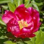 5 PCS Seeds Rare Dark Red Tree Peony Flower 'Cong Zhong Xiao'