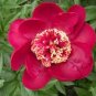 5 PCS Seeds Rare Dark Red Tree Peony Flower 'Cong Zhong Xiao'