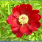 5 PCS Seeds Rare Dark Red Tree Peony Flower 'Cong Zhong Xiao'