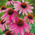 100 PCS Seeds Rare Deep Pink Echinacea Purpurea Coneflower Flowers