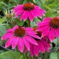 100 PCS Seeds Rare Deep Pink Echinacea Purpurea Coneflower Flowers