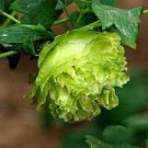 5 PCS Seeds Rare Dou Lv Green Peony Tree Flower
