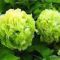 5 PCS Seeds Rare Dou Lv Green Peony Tree Flower