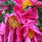 20 PCS Seeds Rare Double Peony Seed Multicolor Perennial Peony Flowers