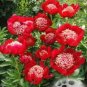 20 PCS Seeds Rare Double Peony Seed Multicolor Perennial Peony Flowers