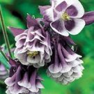 20 PCS Seeds Rare Double Pleat Blackberry Columbine 20 PCS Seeds Rare Double Pleat Blackberry Columbine