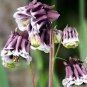 20 PCS Seeds Rare Double Pleat Blackberry Columbine