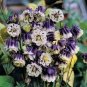 20 PCS Seeds Rare Double Pleat Blackberry Columbine