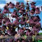20 PCS Seeds Rare Double Pleat Blackberry Columbine