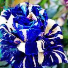 30 PCS Seeds Rare Dragon Striped Rose Flower Seeds Bonsai Garden Decor Plants 30 PCS Seeds Rare Dragon Striped Rose Flower Seeds Bonsai Garden Decor Plants