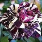 30 PCS Seeds Rare Dragon Striped Rose Flower Seeds Bonsai Garden Decor Plants