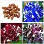 30 PCS Seeds Rare Dragon Striped Rose Flower Seeds Bonsai Garden Decor Plants