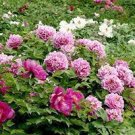 20 PCS Seeds Rare Double Peony Seed Multicolor Perennial Peony Flowers