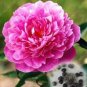 20 PCS Seeds Rare Double Peony Seed Multicolor Perennial Peony Flowers
