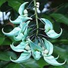 10 PCS Seeds Rare Endangered Jade Vine 'Strongylodon Macrobotrys'