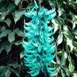 10 PCS Seeds Rare Endangered Jade Vine 'Strongylodon Macrobotrys'