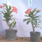100 PCS Seeds Rare Euphorbia Milii Hybrid Plant Bonsai Potted Bonsai Plants