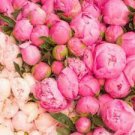 20 PCS Seeds Rare Double Peony Seed Multicolor Perennial Peony Flowers
