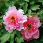 20 PCS Seeds Rare Double Peony Seed Multicolor Perennial Peony Flowers