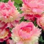 20 PCS Seeds Rare Double Peony Seed Multicolor Perennial Peony Flowers