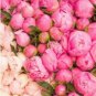 20 PCS Seeds Rare Double Peony Seed Multicolor Perennial Peony Flowers