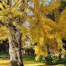 5 PCS Seeds Rare Euro Yellow Ginkgo African Red Ginkgo Mixed Tree