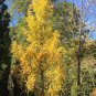 5 PCS Seeds Rare Euro Yellow Ginkgo African Red Ginkgo Mixed Tree