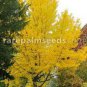 5 PCS Seeds Rare Euro Yellow Ginkgo African Red Ginkgo Mixed Tree