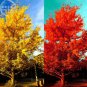 5 PCS Seeds Rare Euro Yellow Ginkgo African Red Ginkgo Mixed Tree
