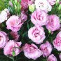 100 PCS Seeds Rare Eustoma Seeds Perennial Flowering Plants Balcony Potted Flowers
