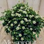 100 PCS Seeds Rare Exacum Affine Bonsai Summer Skies Exacum Affine Flower Bonsai