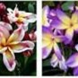 100 PCS Seeds Rare Exotic Flower Flores Egg Flower Potted Plants