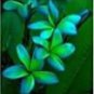 100 PCS Seeds Rare Exotic Flower Flores Egg Flower Potted Plants