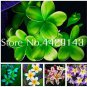 100 PCS Seeds Rare Exotic Flower Flores Egg Flower Potted Plants