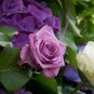 200 PCS Seeds rare Exotic Lover Multi-Color Climbing Rose Plants