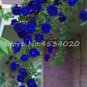 200 PCS Seeds rare Exotic Lover Multi-Color Climbing Rose Plants
