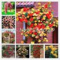200 PCS Seeds rare Exotic Lover Multi-Color Climbing Rose Plants