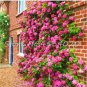 200 PCS Seeds rare Exotic Lover Multi-Color Climbing Rose Plants