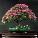 100 PCS Seeds Rare Exotic Rainbow Oxalis Wood Sorrel Flower Bonsai Plants