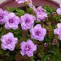 100 PCS Seeds Rare Exotic Rainbow Oxalis Wood Sorrel Flower Bonsai Plants
