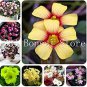 100 PCS Seeds Rare Exotic Rainbow Oxalis Wood Sorrel Flower Bonsai Plants