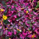 100 PCS Seeds Rare Exotic Rainbow Oxalis Wood Sorrel Flower Bonsai Plants