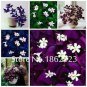 100 PCS Seeds Rare Exotic Rainbow Oxalis Wood Sorrel Flower Bonsai Plants