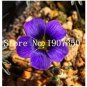 100 PCS Seeds Rare Exotic Rainbow Oxalis Wood Sorrel Flower Bonsai Plants