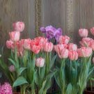 200 PCS Seeds Rare Exotic Tulip Bonsai Aroma Tulip Ice Cream Plants