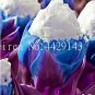 200 PCS Seeds Rare Exotic Tulip Bonsai Aroma Tulip Ice Cream Plants