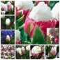 200 PCS Seeds Rare Exotic Tulip Bonsai Aroma Tulip Ice Cream Plants
