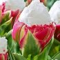 200 PCS Seeds Rare Exotic Tulip Bonsai Aroma Tulip Ice Cream Plants